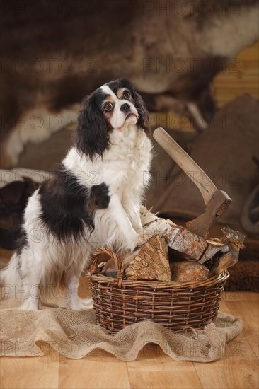 Cavalier King Charles Spaniel