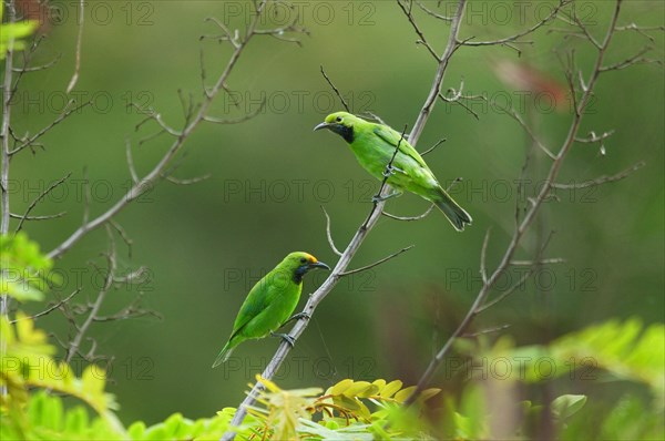 Golden-fronted Leafbird