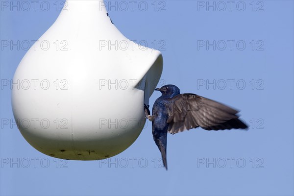 Purple martin