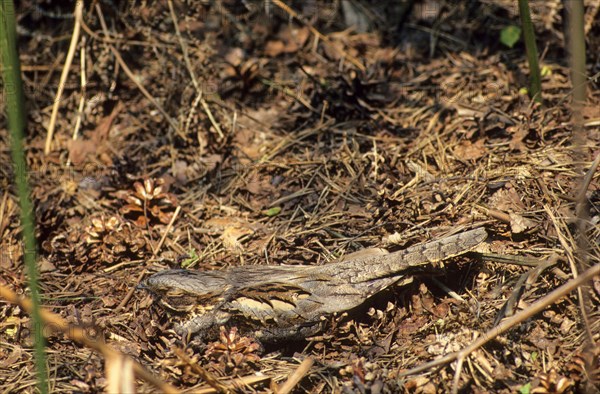 Eurasian Nightjar