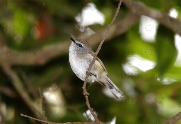 Brown Gerygone