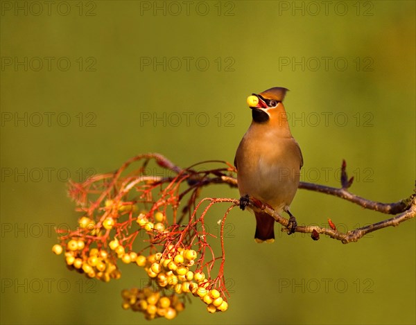 Bohemian Waxwing