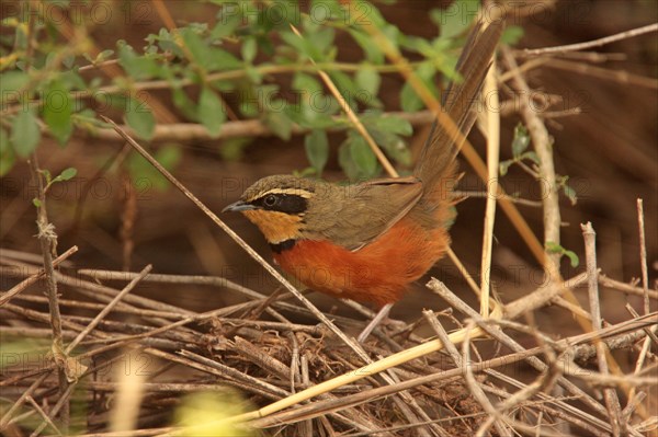 Olive-crowned Crescentchest