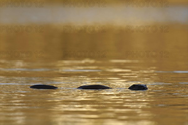 European otter