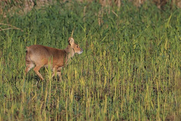 Chinese water deer