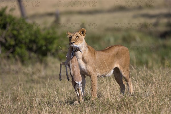 Masai Lion