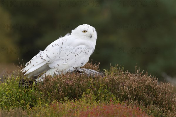 Snowy owl