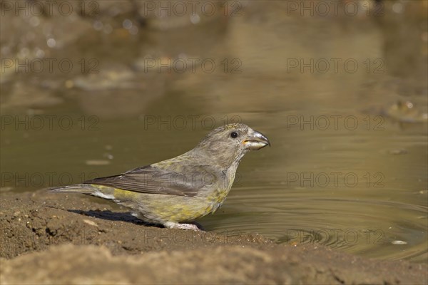 Red Crossbill