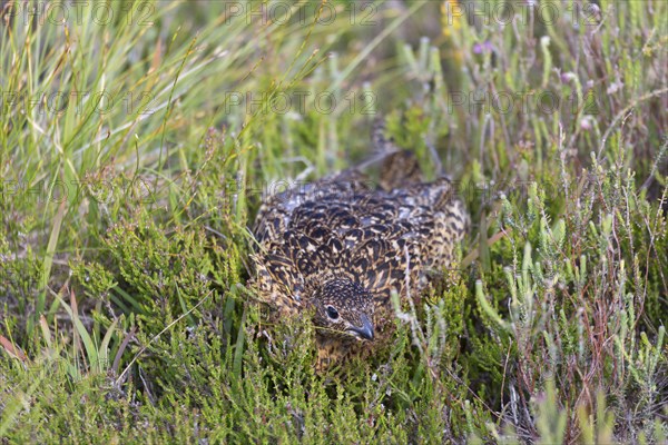 Scottish Grouse