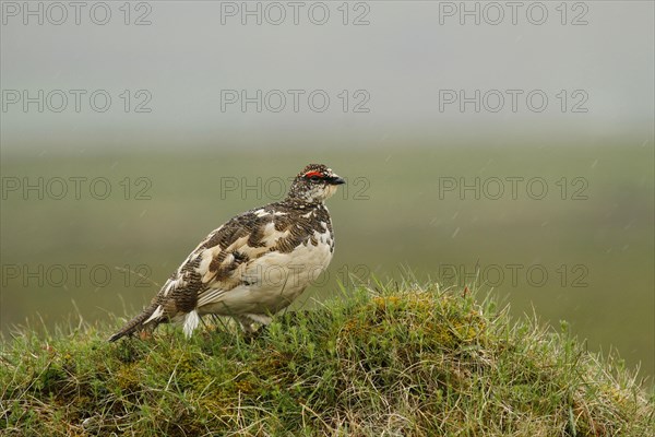 Rock Ptarmigan