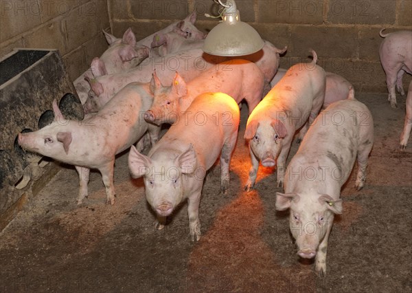 Pig farming