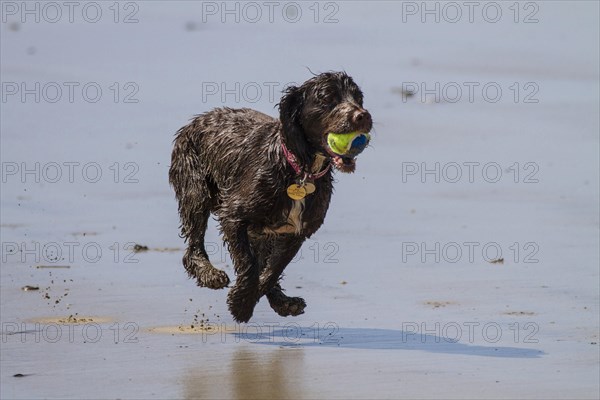 A working cocker spaniel pulling back a ball in the water