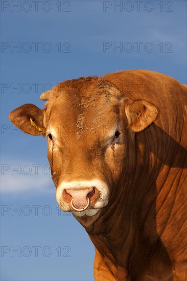 Domestic cattle