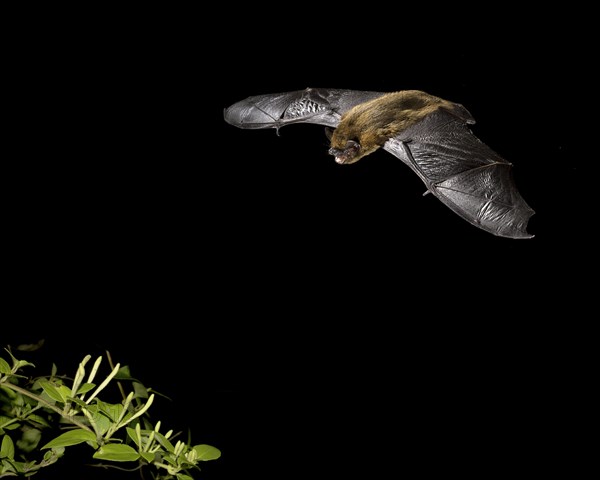 Common Pipistrelle