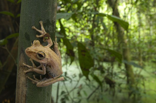 Gunther's Banded Treefrog