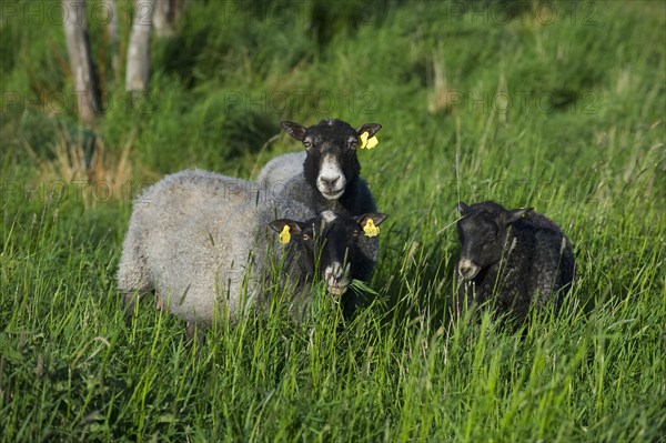 Domestic sheep