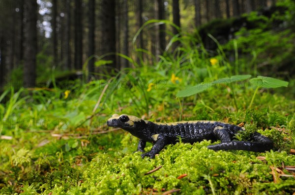 Golden Alpine Salamander