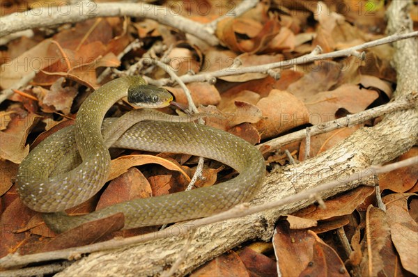 White-lipped herald snake