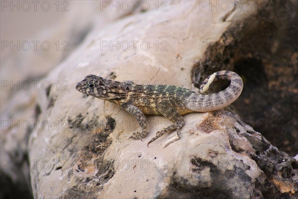 Cuban Brown Curly-tailed Lizard