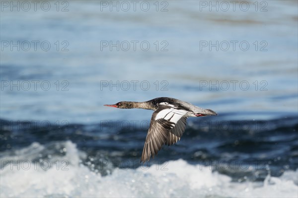 Red-breasted Merganser