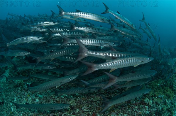 Darkfin Barracuda