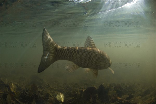 European Chub