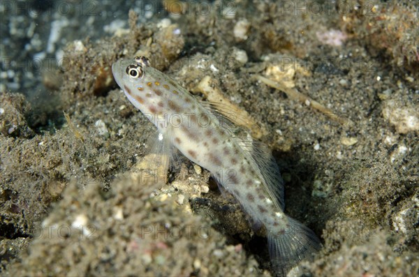 Gold-speckled Shrimpgoby