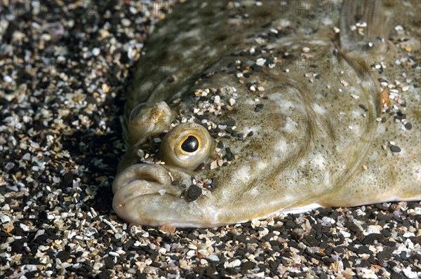 European european plaice