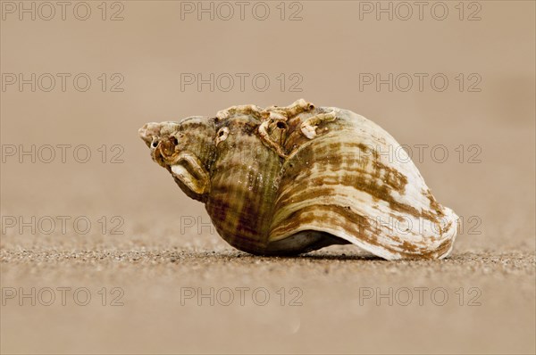 Common Whelk