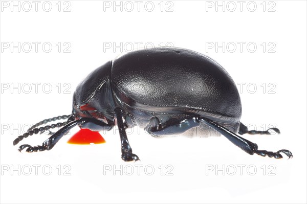 Paw beetle