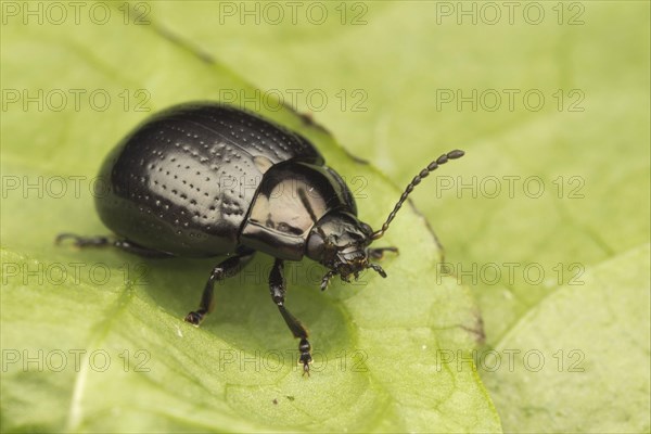 Broad-shouldered Leaf Beetle