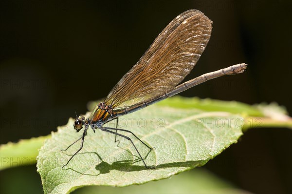 Agrion virgo