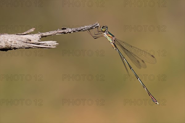 Emerald damselfly