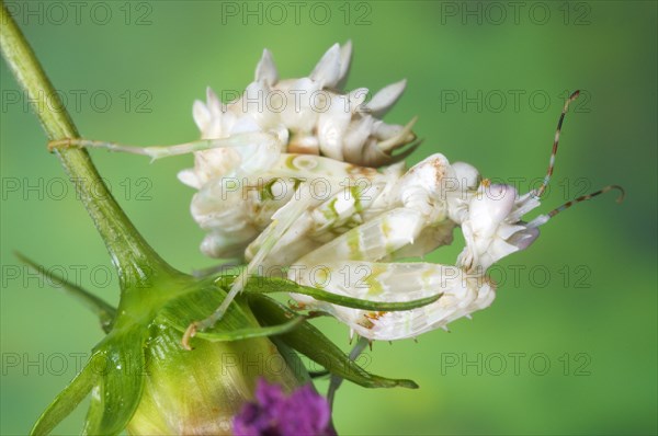 Pseudocreobotra wahlbergii Spiny Flower spiny flower mantis