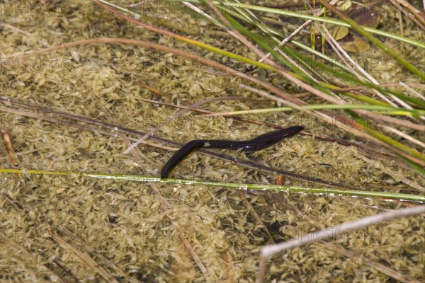 Horse-leech