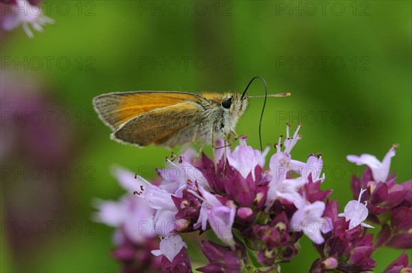 Small skipper