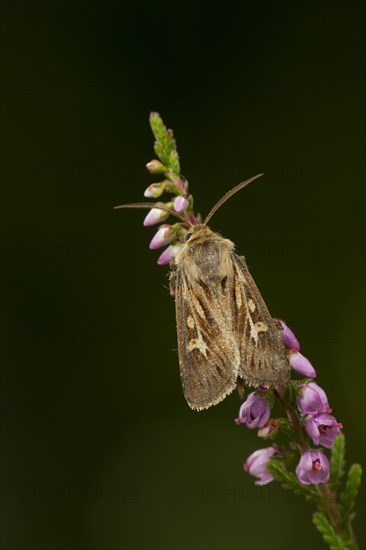 Antler moth