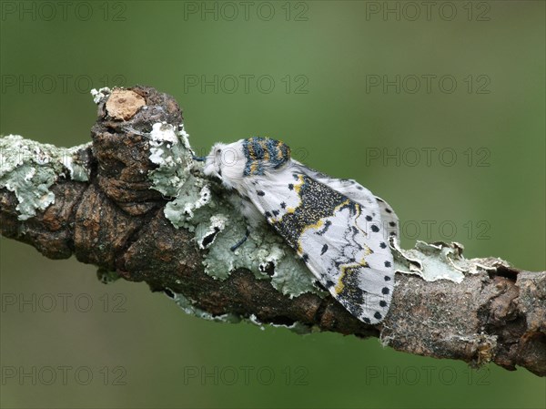 Alder kitten