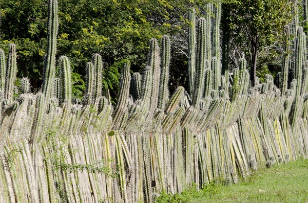 Stem of the candle cactus