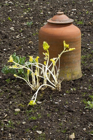 Sea kale