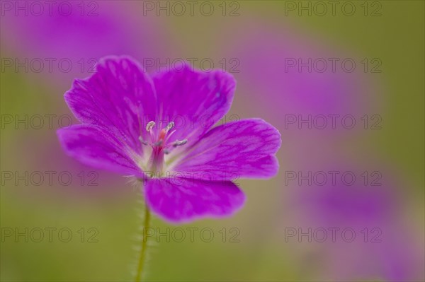 Bloody Cranesbill