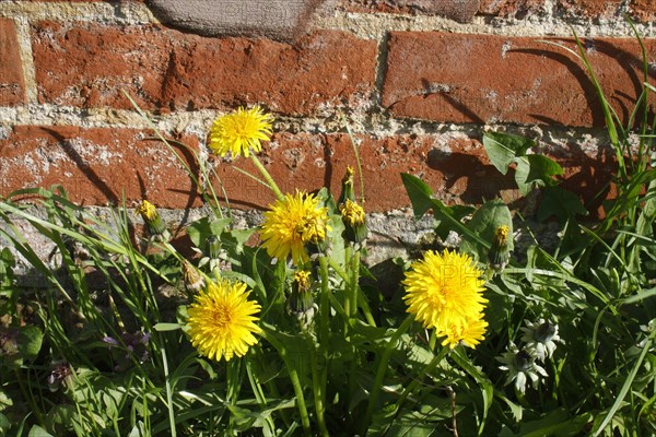 Common Dandelion