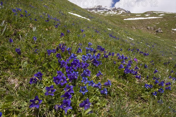 Koch's Gentian