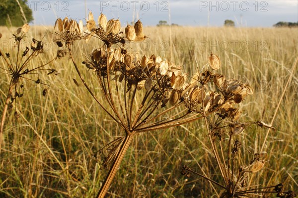 Hogweed