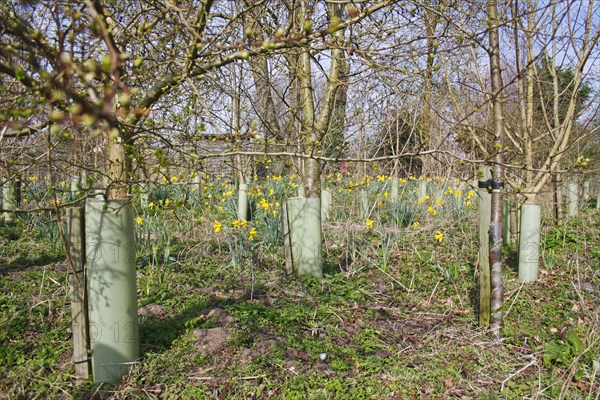 Young trees protected with plastic sleeves