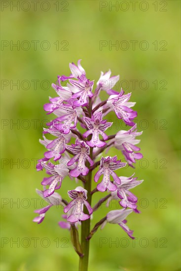 Military Orchid