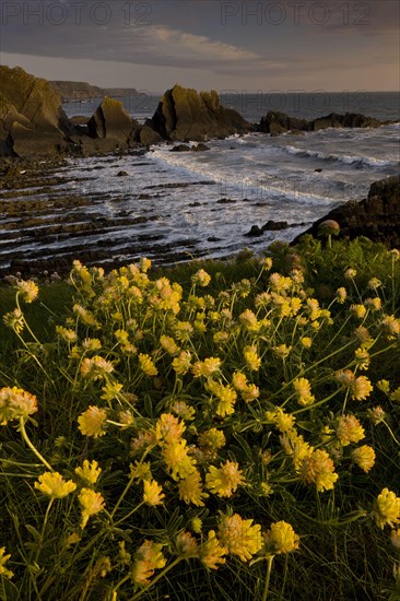 Kidney-vetch