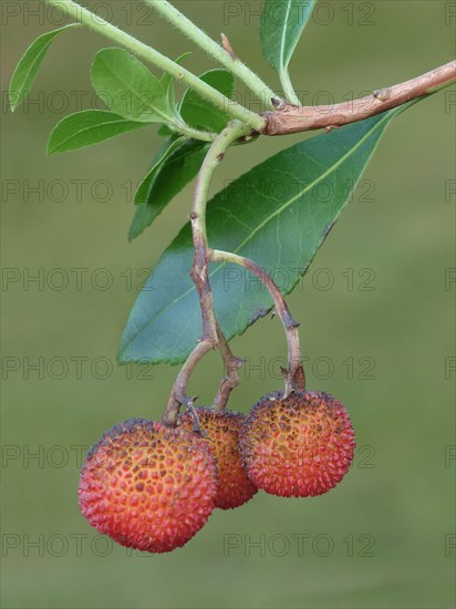 Strawberry Tree