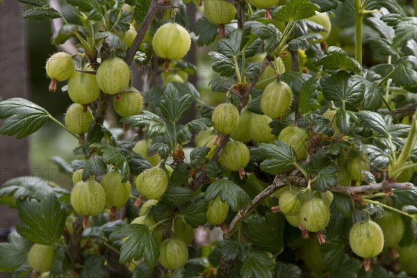 Gooseberry