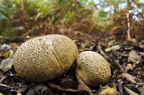 Common Earthball